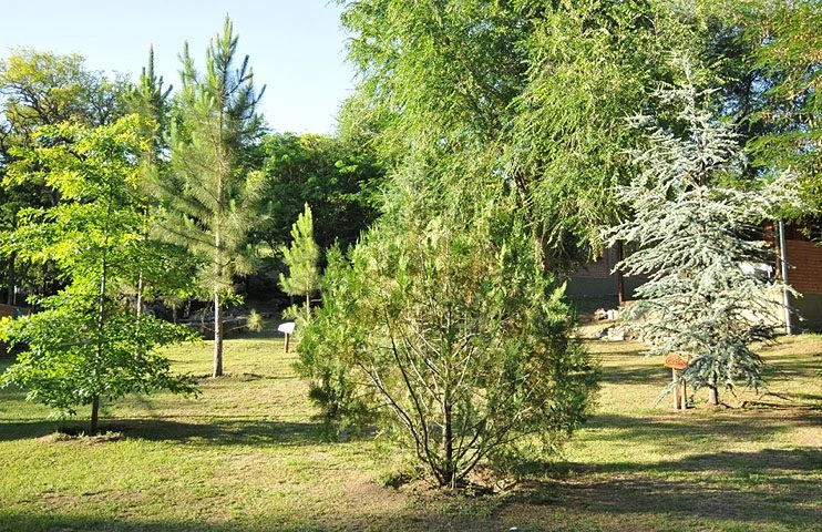 Cabañas Bosque Encantado