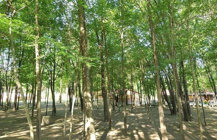 Cabañas Bosque Encantado