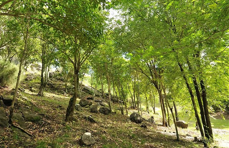 Cabañas Bosque Encantado
