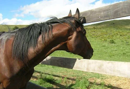 Cabalgatas en la Falda