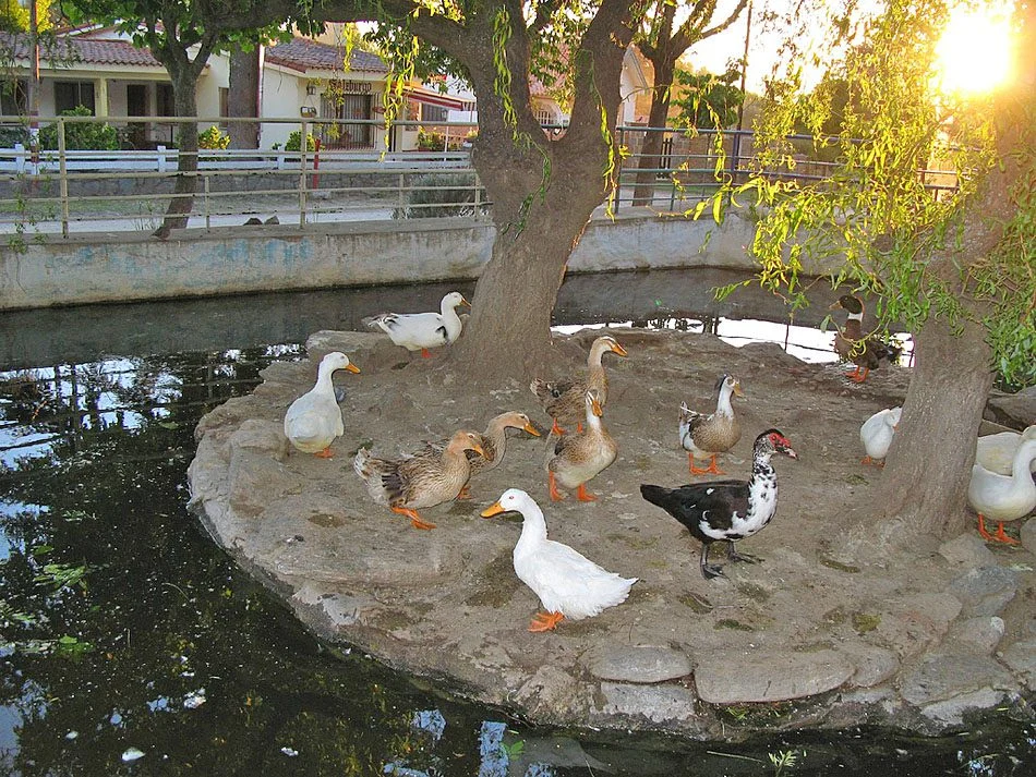 Laguna de los Patos