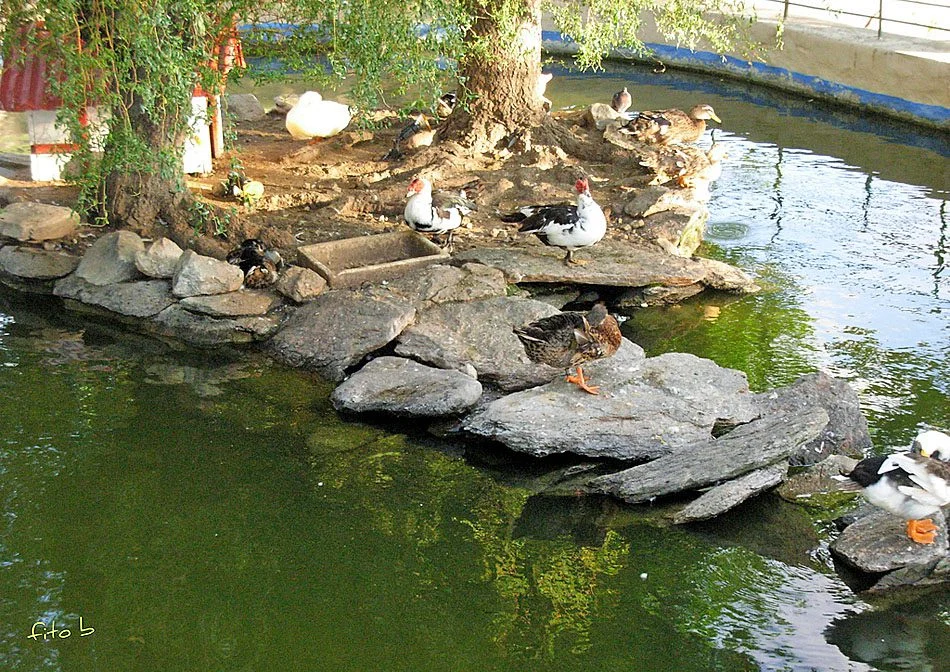 Laguna de los Patos