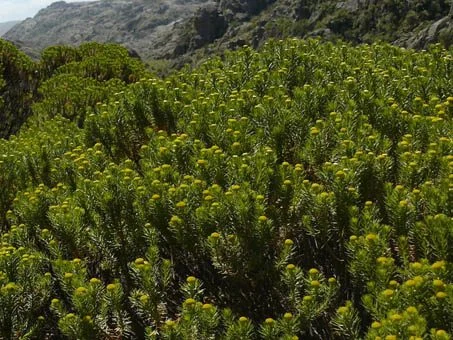Circuito Aromático